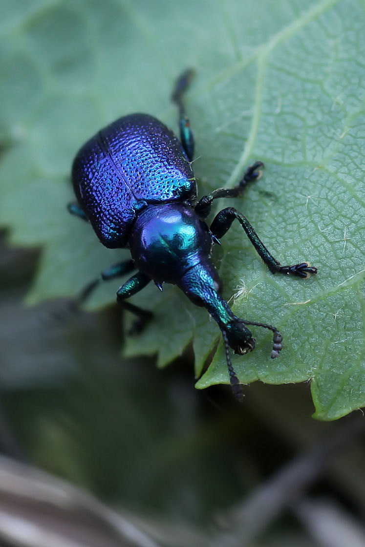 Byctiscus betulae var. violaceus